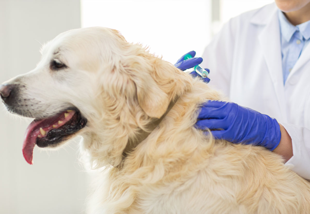 狂犬病予防について